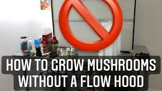How to grow mushrooms without a laminar flow hood - what I would do without a flow hood (SAB)
