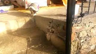 kedi iple oynuyor
