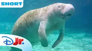 Disney Animals - Manatees | Under the Sea with Ariel | @disneyjunior