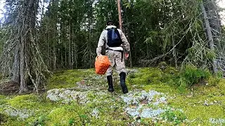 Грибник нашел нетронутый лес и обалдел! Здесь не ступала нога человека! Тихая охота ягоды грибы 2024