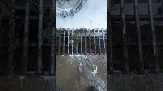Выгулял зеленого на болоте💪
