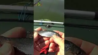 РЫБАЛКА на ПОПЛАВОК🎣🧜‍♂️ГИБРИД🤔😱#shorts