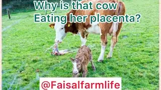 Cow eat placenta | kya cow jayre khay sakti hai?