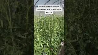 Три этапа подкормки борной кислотой.