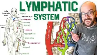 Lymphatic System