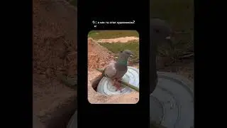 Это ловушка... #artmeme