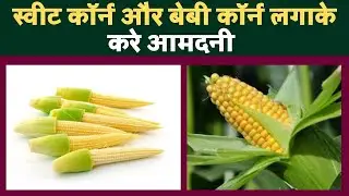 स्वीट कॉर्न और बेबी कॉर्न की खेती किसानों के लिए लाभ का जरिया बन सकता है | Sweet Corn & baby corn