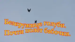 Безкружные голуби.  Почти полёт бабочки.