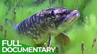 Germany's Wild Reservoirs | Free Documentary Nature