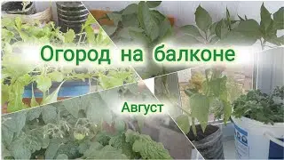 Лето в шортах 🩳 Огород на балконе 🌶 Август 🗓 Месяц без хозяйки ✅