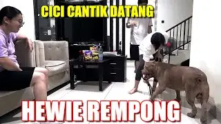 CICI CANTIK  MAIN KERUMAH | HEWIE PITBULL REMPONG BANGET  | ANJING PINTAR #hewiepitbull