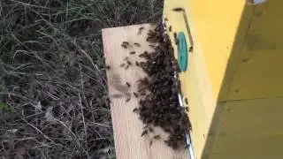 Нападение пчел на слабую семью