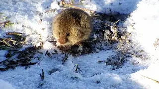 6.02.2017 Lauku strupaste – Обыкновенная полевка - Common vole