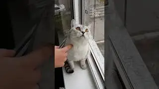 Watch how this kitty stays super focused! 😺 Don’t even think about disturbing! 😂