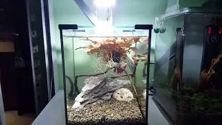 Аквариум с петушком
