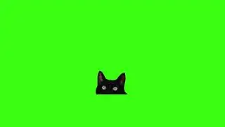 Green screen | The black cat looks out | Kitty | Video background | Footage | №54