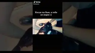 кот говорит что он бык 
