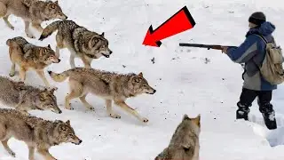 Это Надо Видеть! Жуткие Встречи Человека и Волка!