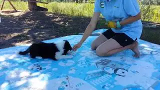 Обучение щенка бордер колли. Первая тренировка. Базовые навыки. Kisses of Angel border collies