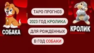 Годовой зодиакальный таро прогноз! Что ждет в Год Кролика, рожденных в Год Собаки! Основные события.