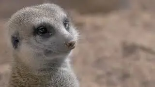 close up shot of a meerkat looking out for predators to warn other animals of approaching dangers b