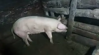 Хряк готов всегда!!! Ну а что же Свинка??? деревенская жизнь.