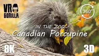 VR in the Zoo: Canadian Tree Porcupine (short) - 8K 360 3D