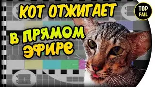 ВЗГЛЯД КОШКИ, ГРАЦИЯ КАРТОШКИ - TOP FAIL