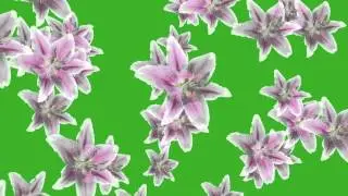 flower fall animation greenscreen free hd