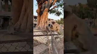 Обезьяна украла и загрызла ребёнка.Младенец умер. 