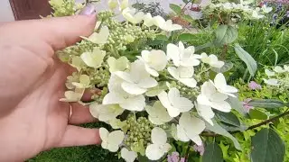 Обзор метельчатых и крупнолистных гортензий на 25 июня  🌿Зацвела Вимс Ред на штамбе🌸