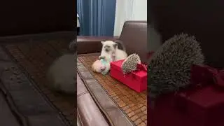Дружная семейка🐱🐒🦔