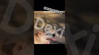 R.I.P Doge meme F 😢 