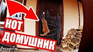 Cat opens door