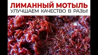 Лиманный мотыль. Улучшаем качество в разы!