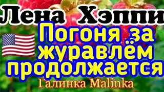 USA HAPPY EVERY DAY /Лена Хэппи /Обзор новых ВЛОГОВ /Погоня за Журавлем продолжается /