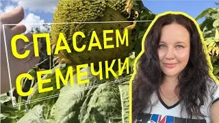 Воробьи склевали подсолнечник. Что делать?!!