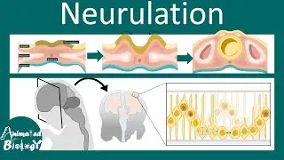 Neurulation | Neurogenesis | Neural tube folding | USMLE | Neurology