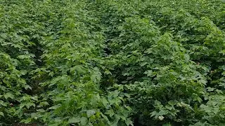 महाराष्ट्रात धो धो पाऊस 72 तासाच्या आत द्या पिक विमा कंपनी सूचना तरच मिळेल नुकसान भरपाई