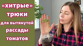 ВЫТЯНУЛАСЬ РАССАДА ТОМАТОВ. Что делать и как исправить?