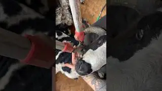 Choppin’ Off Some Horn