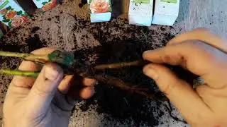 розы и малина из пятёрочки
