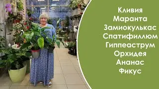 Горшечные цветы в магазине на Ташкентской, 173