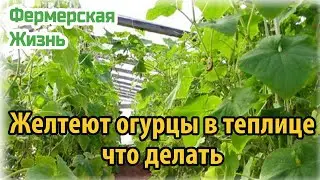 Желтеют огурцы в теплице что делать