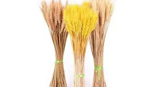 Камыш натуральный высушенный маленький пампасной травы Phragmites растения искусственные,