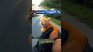 НЕВЕРОЯТНОЕ СПАСЕНИЕ КОТЁНКА НА ДОРОГЕ❗️❤️#shorts