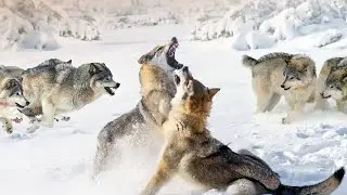 This is what happens when two PACKS of Wolves meet!