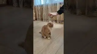 Кот Семён и попрыгунчик 