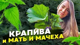 Как ускорить рост волос и убрать перхоть 🌿 Крапива и мать и мачеха - маска и ополаскиватель