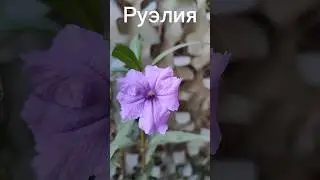 Руэлия #shortvideo #flowergarden #сад #дача #gardenideas #растения #лето #люблюцветы